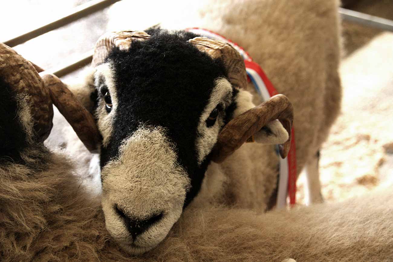 Swaledale shearling ram sale.