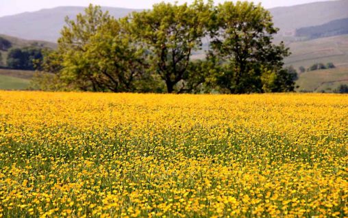 meadow