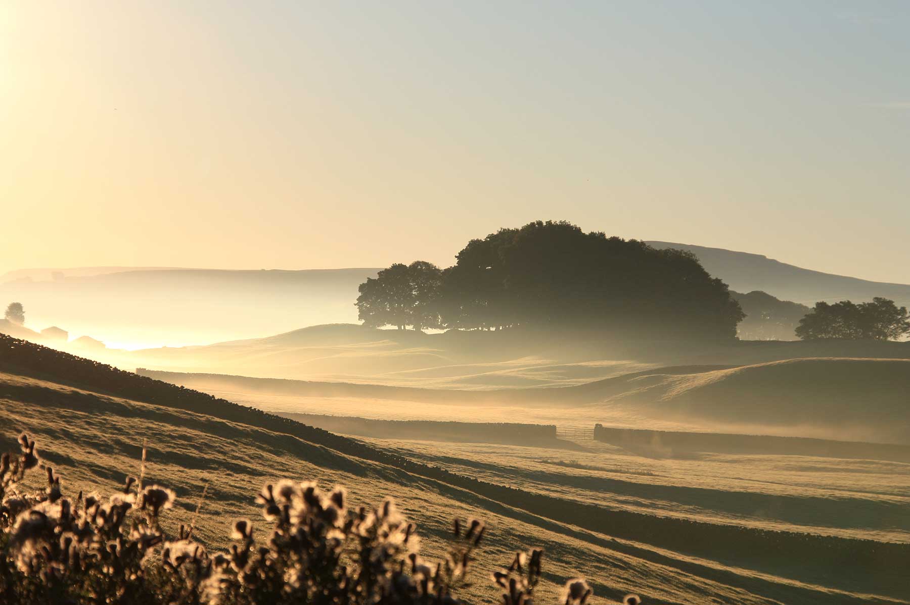 Wensleydale Mist