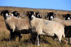 sheep3