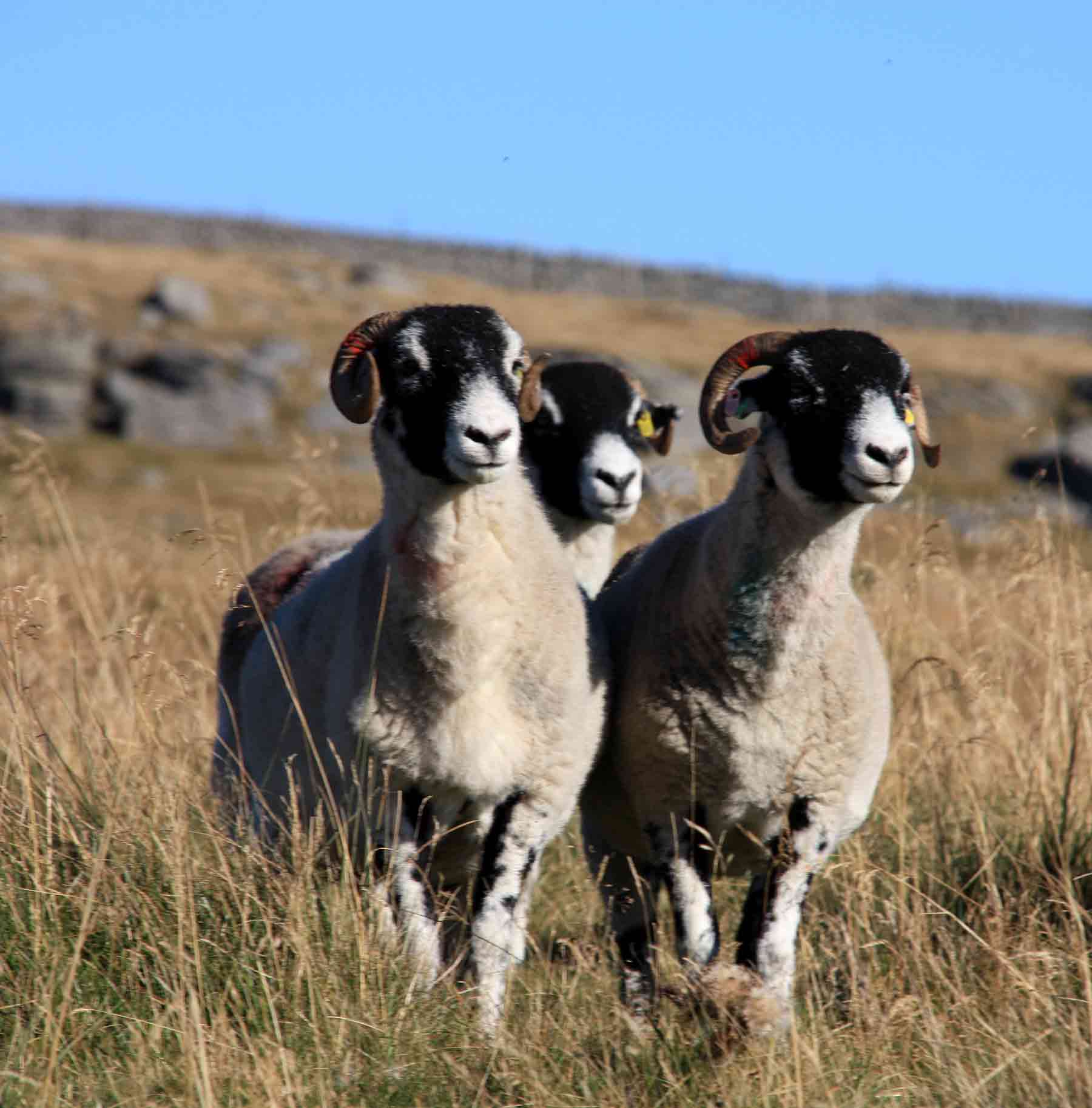 Swaledale Sheep