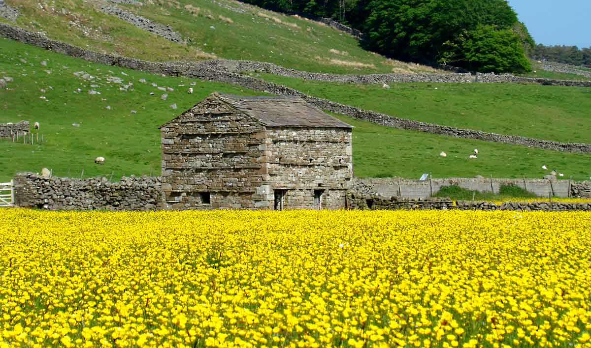 Summer meadows